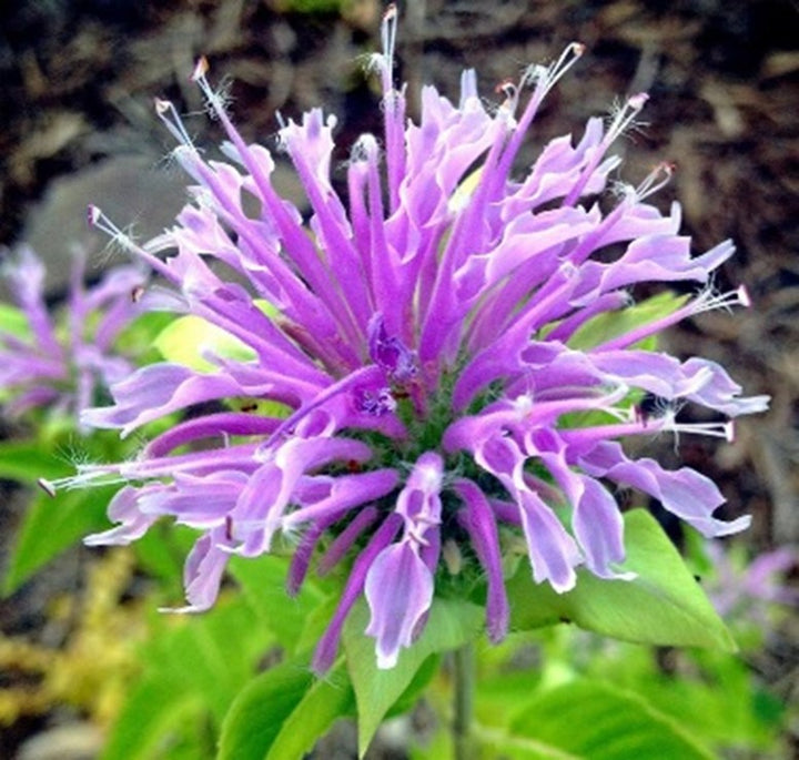 Purple Bee Balm / Bergamot (Monarda fistulosa) Flower Seeds for Planting - Heirloom garden seeds