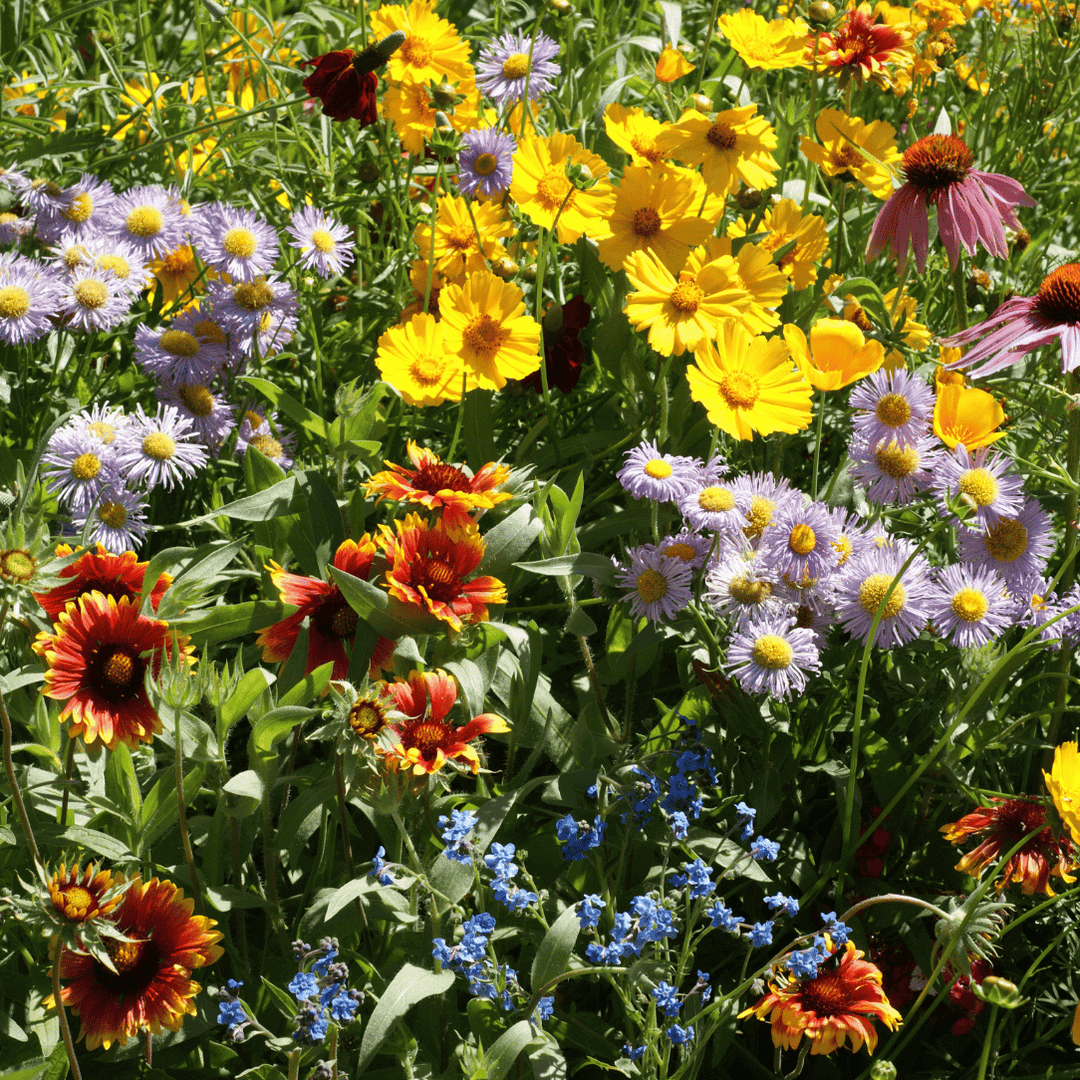 mixed oenothera flower seeds