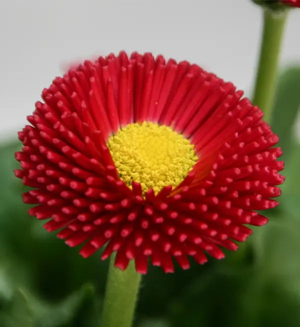 Red Bellis Flower Seeds for Planting - 100 pcs