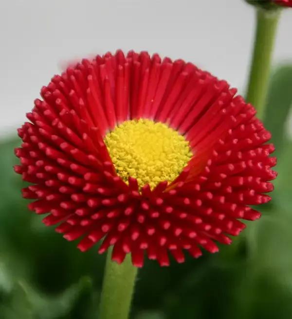 red bellis flower seeds