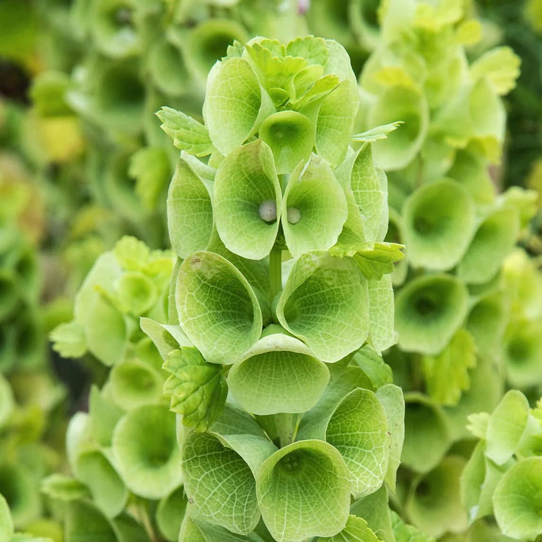 green heirloom flower seeds