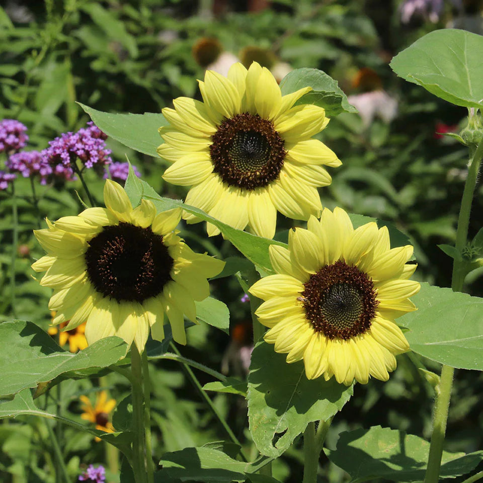 yellow light flower seeds