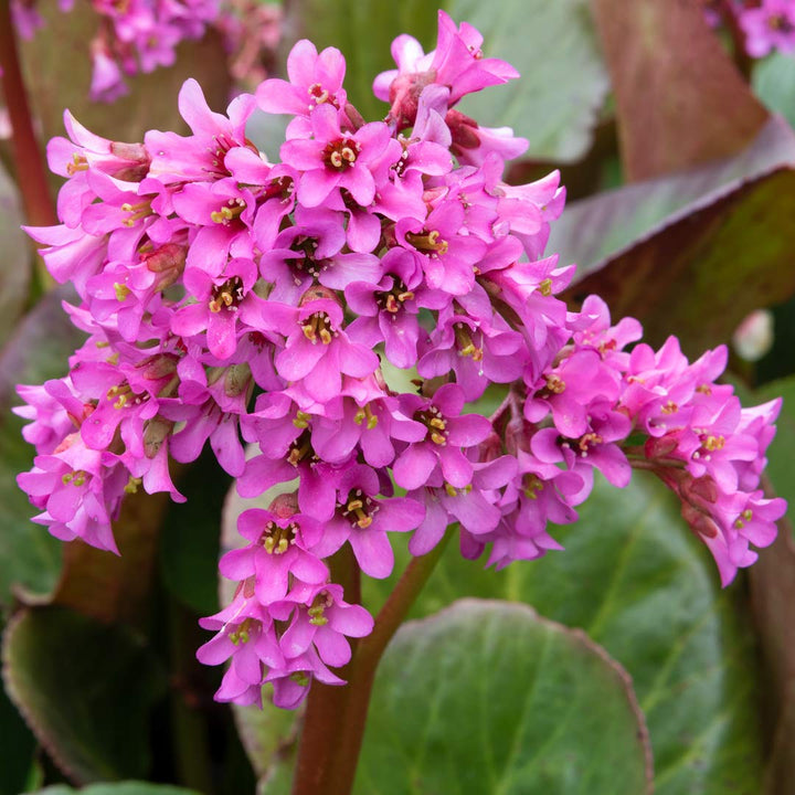 Bergenia Flower Seeds for Planting - 100 pcs