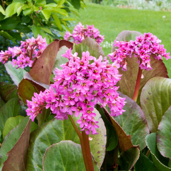 Bergenia Blomsterfrø til Plantning - 100 stk