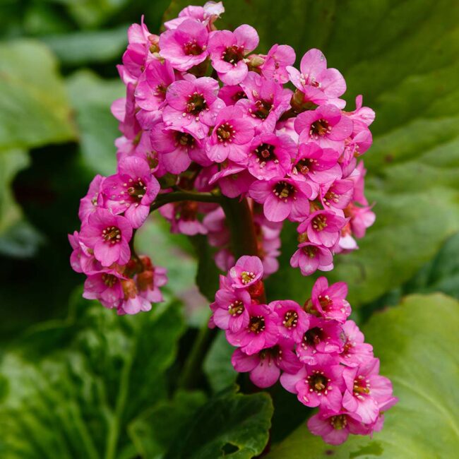 Bergenia Blomsterfrø til Plantning - 100 stk