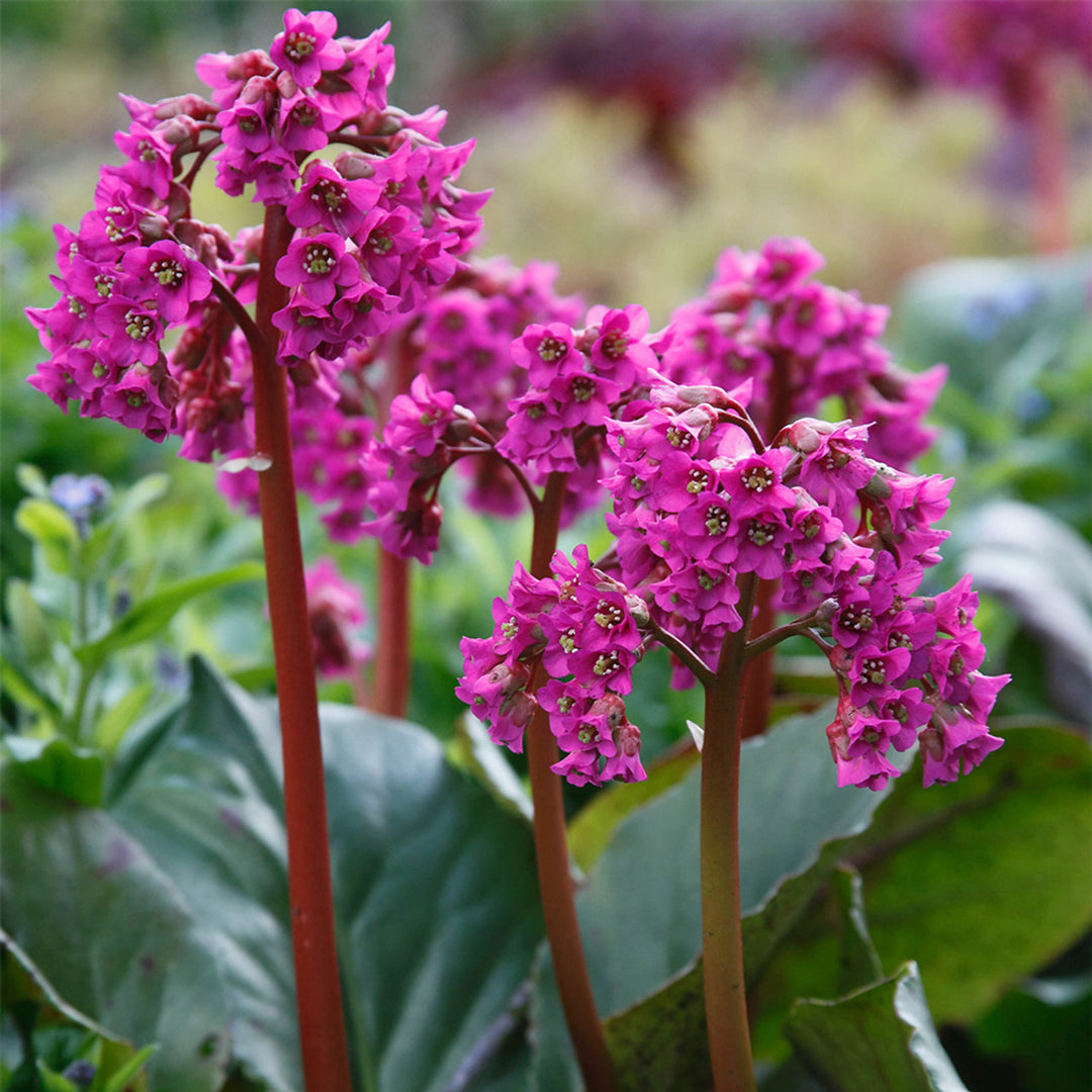Organic Pink Bergenia Cordifolia Flower Seeds for Planting – Heirloom, Non-GMO