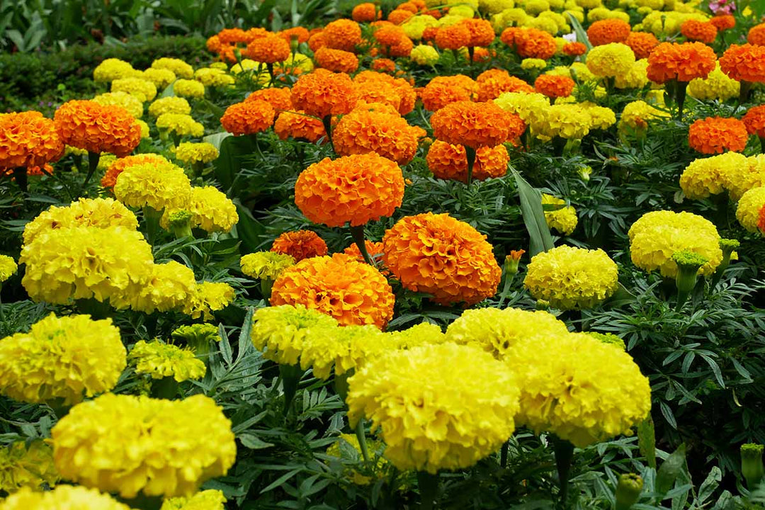 Marigold Flower Seeds for Planting - Yellow & Orange 100 pcs