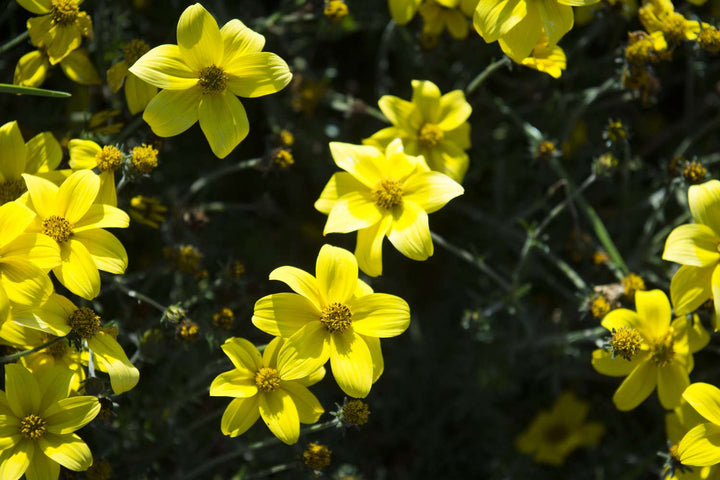 Bidens Ferulifolia Blomsterfrø til udplantning - 100 stk