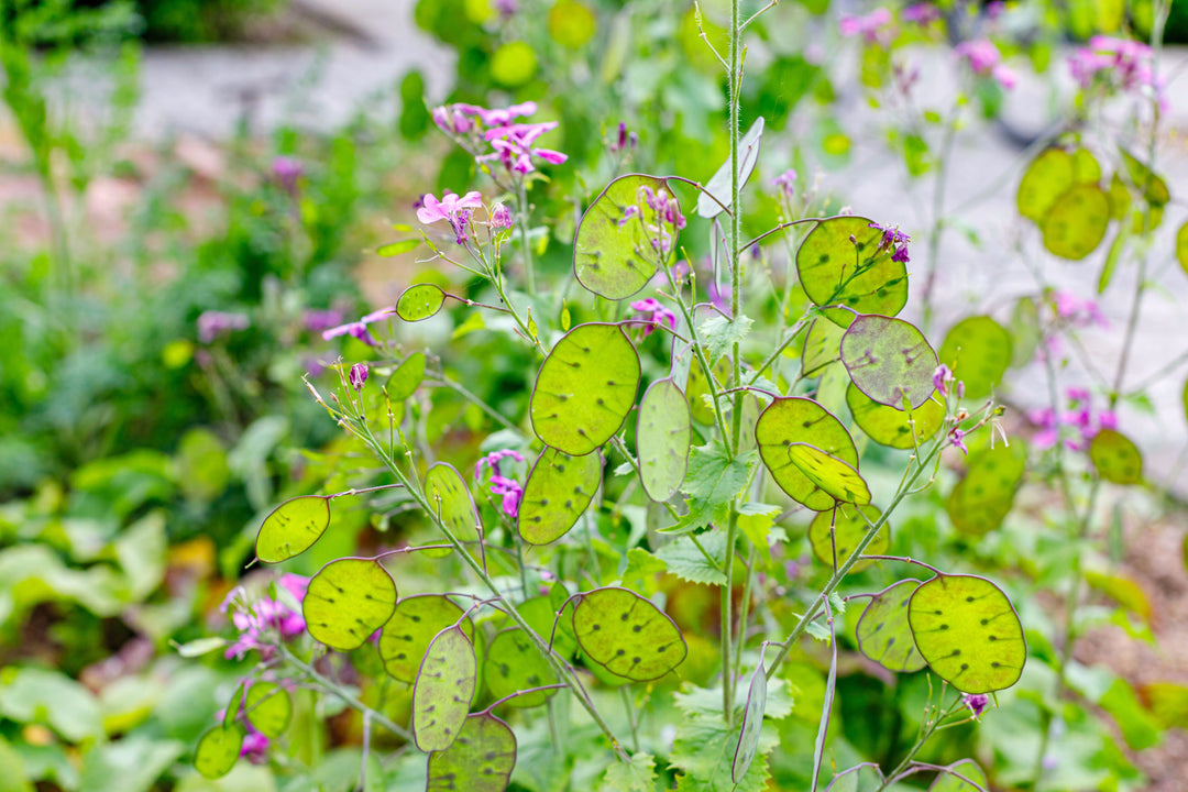 seeds of money plant Heirloom Non-GMO Lunaria Money Plant Seeds for Planting – Violet Bloom – Neeraseeds