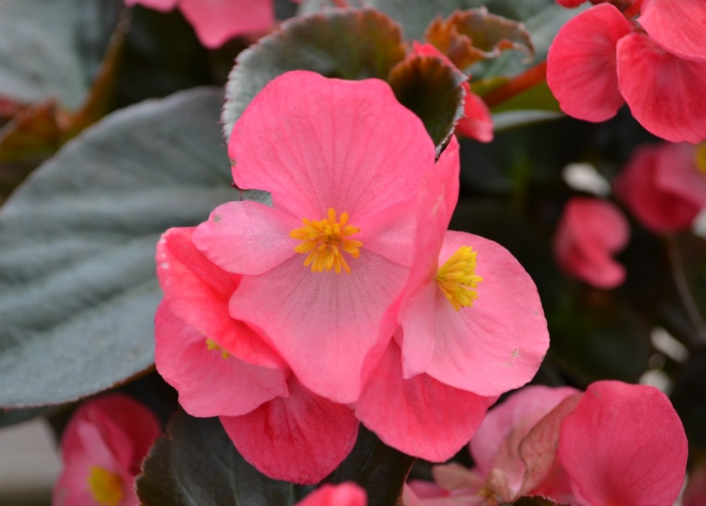 Begonia plantefrø til plantning - 100 stk