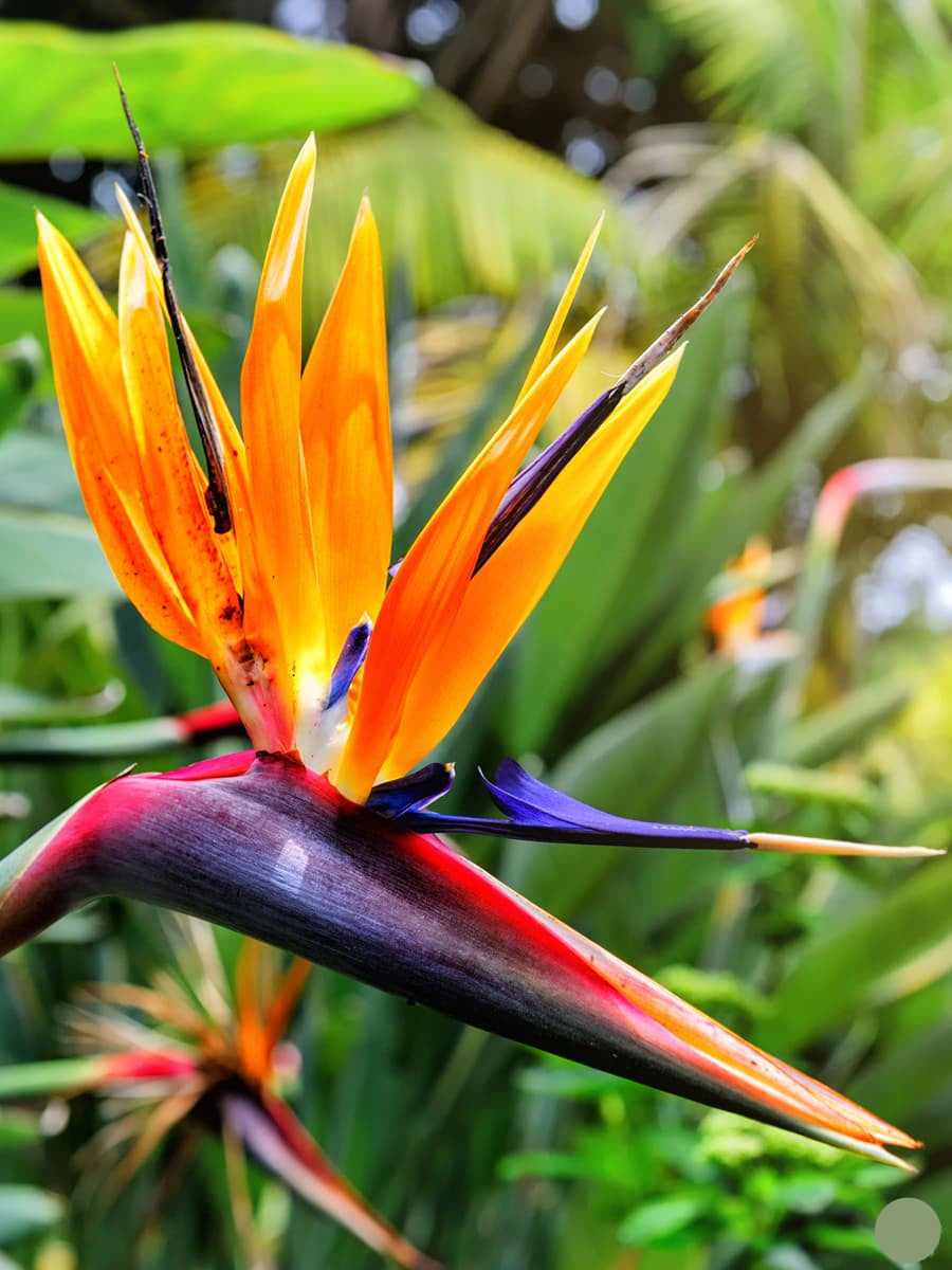 Heirloom Non-GMO Strelitzia Reginae Flower Seeds for Planting – Exotic Bird of Paradise Garden Blooms