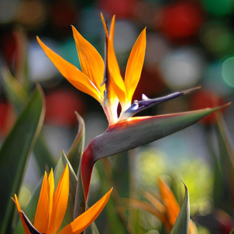 Bird of Paradise Plant Seeds for Planting, Heirloom, Non-GMO, 100 pcs