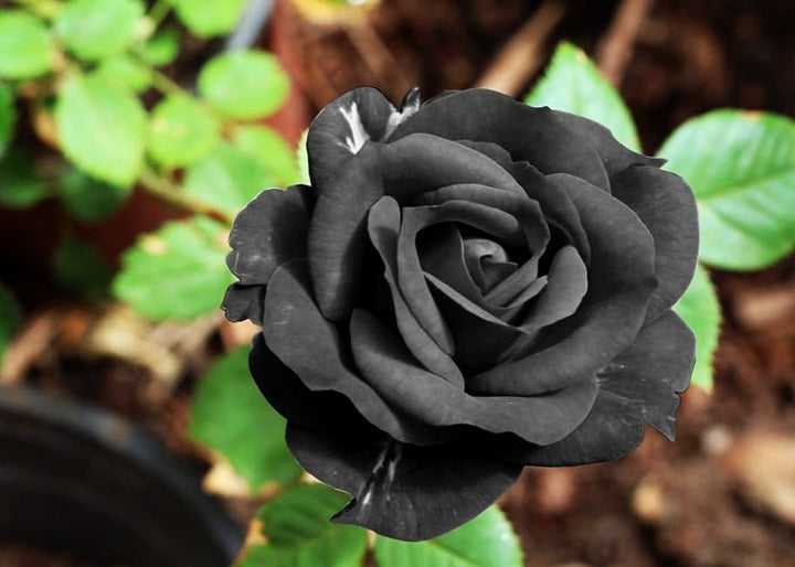 Black Rose Flower Seeds - 100 pcs