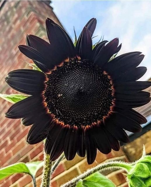 Organic Heirloom Non-GMO Black Sunflower Seeds for Planting – Unique Garden Blooms