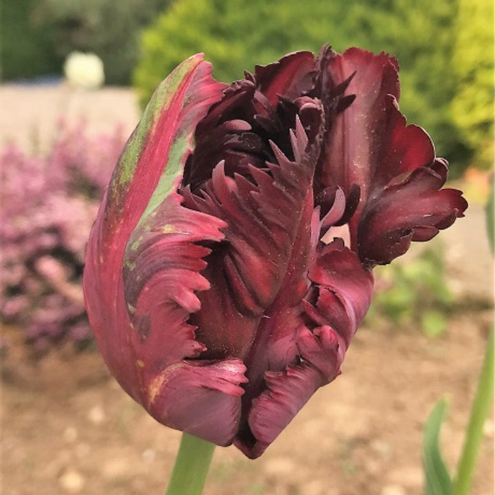 Maroon Tulip Flower Seeds for Planting – Vibrant Heirloom Non-GMO Garden Seeds, High Germination