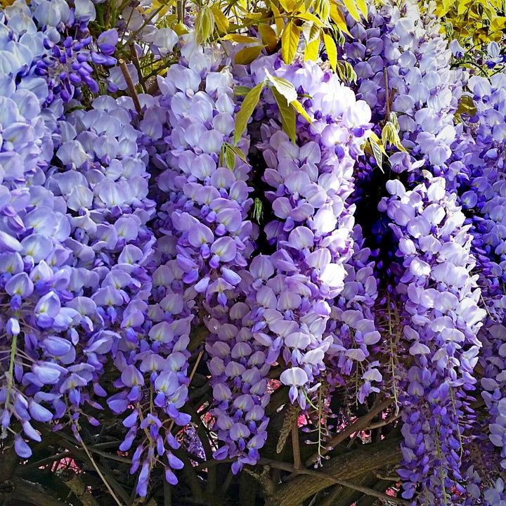 Wisteria Flower Seeds for Planting ,Heirloom Seeds -100 pcs