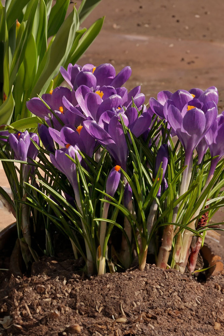 Blue Ocean krokus Blomsterfrø til udplantning - 100 stk