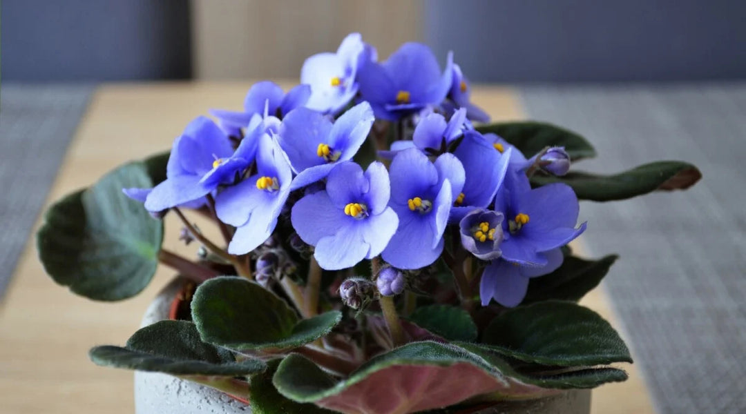 Heirloom Non-GMO Saintpaulia Flower Seeds for Planting – African Violet Garden Seeds