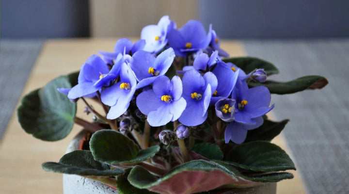 Heirloom Non-GMO Saintpaulia Flower Seeds for Planting – African Violet Garden Seeds