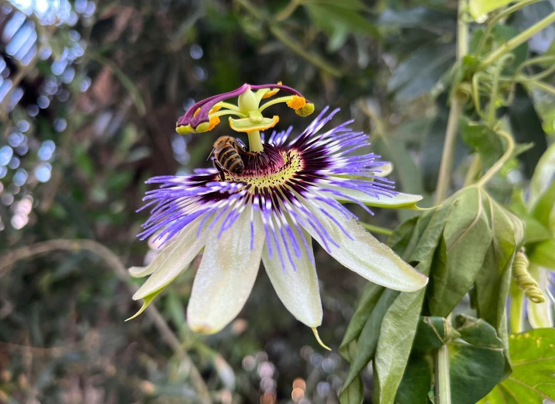 Sky Blue White Passion Flower Seeds for Planting – Organic, Heirloom, Non-GMO Seeds