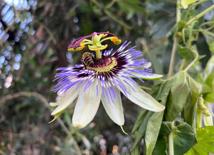 Friske passionsblomstfrø til udplantning, blå 100 stk