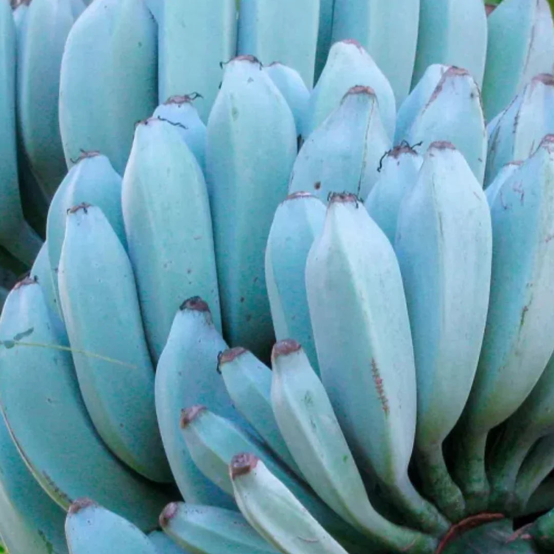 Banana Fruit Seeds - Sky Blue - Variety for Bright Garden Blooms