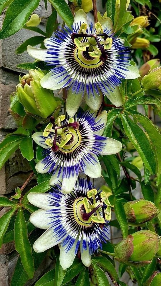 Fresh Passion Flower Seeds for Planting, Blue 100 pcs