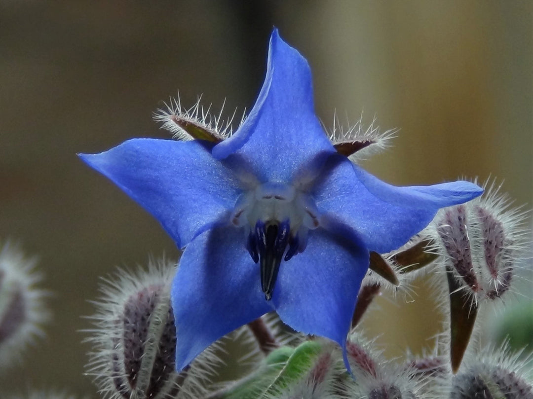 heirloom borago flower seeds