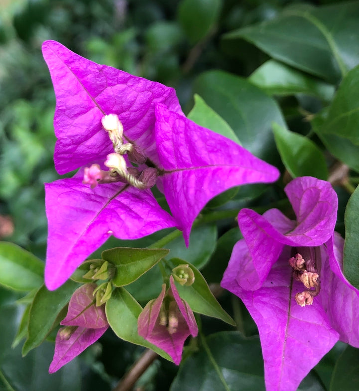 Bougainvillea Glabra Plant Seeds – Heirloom Non-GMO High Germination Seeds for Planting Vibrant Climbing Garden Blooms