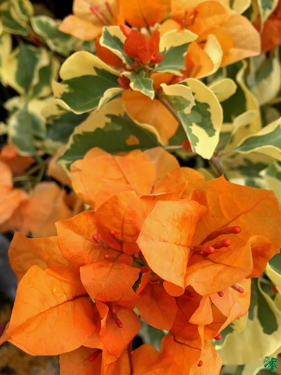Bougainvillea Orange Ice Flower Seeds for Planting - Heirloom and Non-GMO Garden Seeds