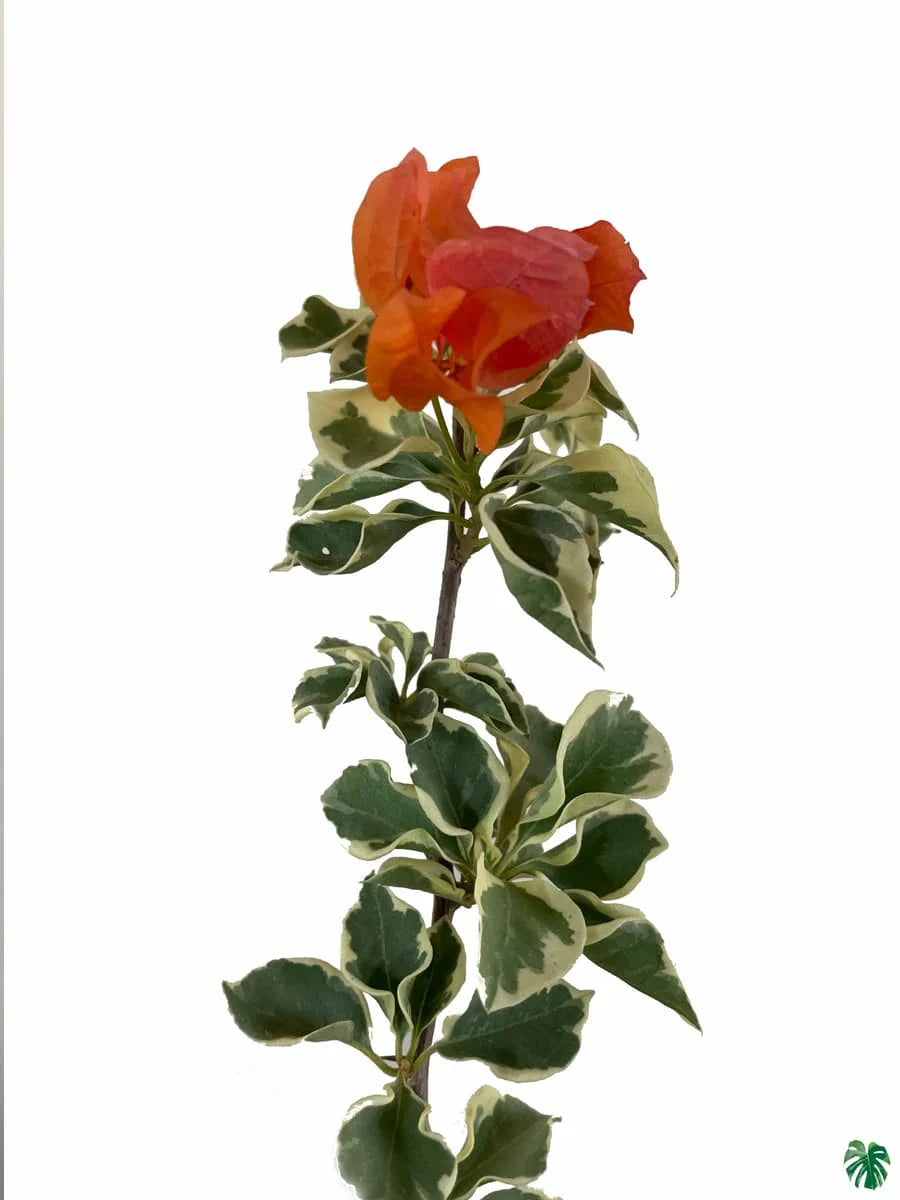 bugambilia plant seeds Bougainvillea Orange Ice Flower Seeds for Planting
