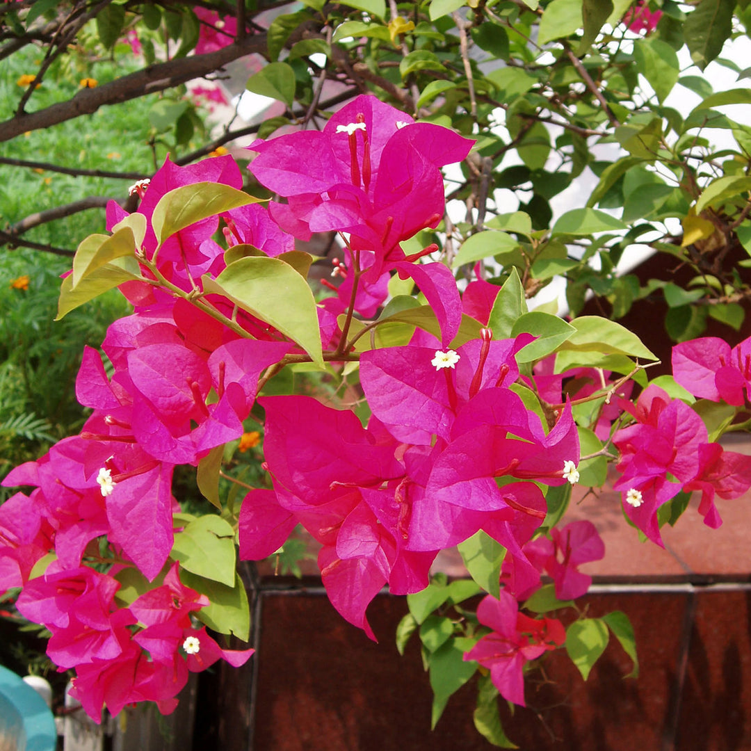 Pink Bougainvillea plantefrø til udplantning – 100 stk