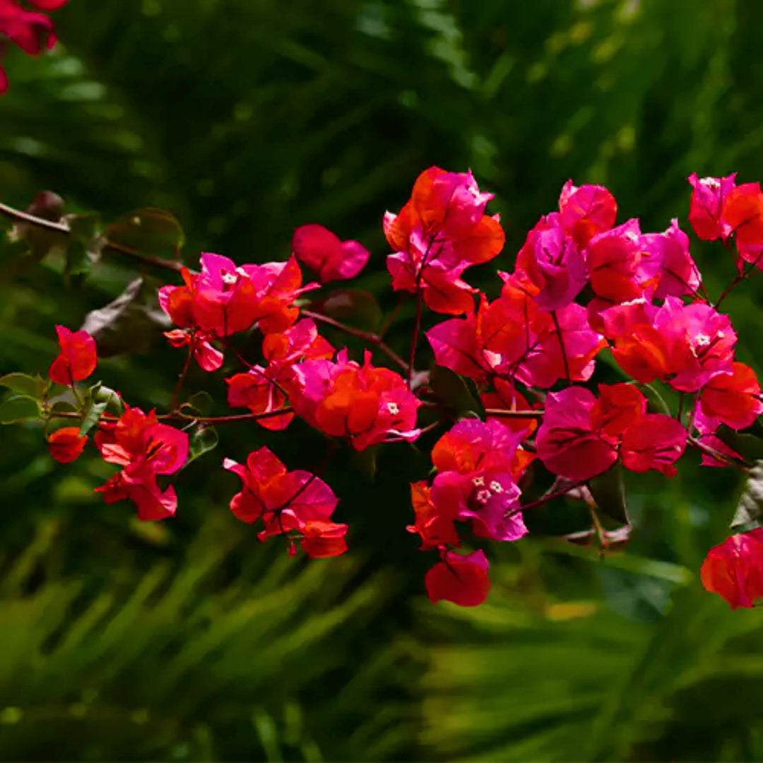 Buganvilla blomsterfrø til plantning - 100 stk