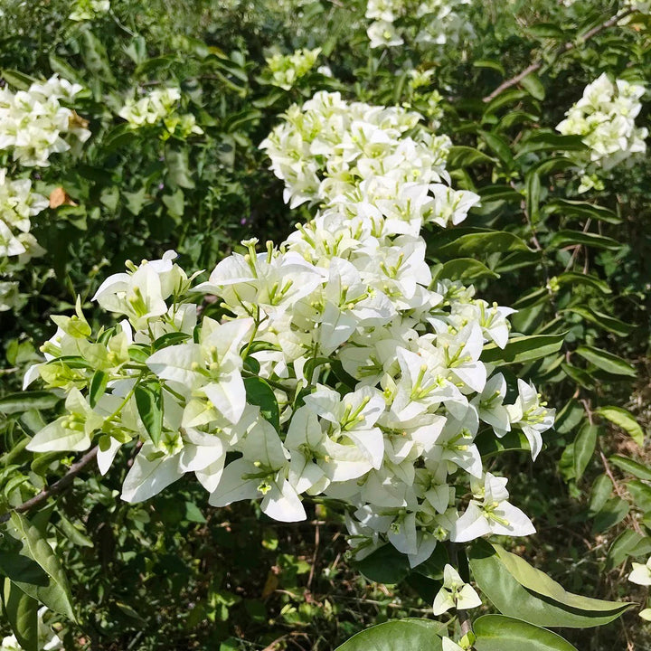 White Cascade Bougainvillea Seeds for Planting - Organic, Heirloom & Non-GMO Garden Seeds