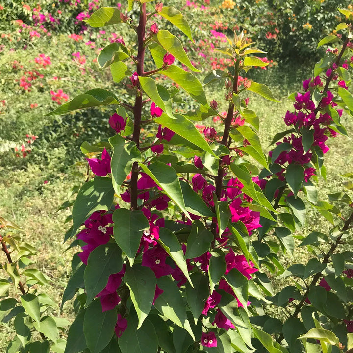 Torch Glow Bougainvillea Flower Seeds for Planting - Organic, Heirloom & Non-GMO Garden Seeds