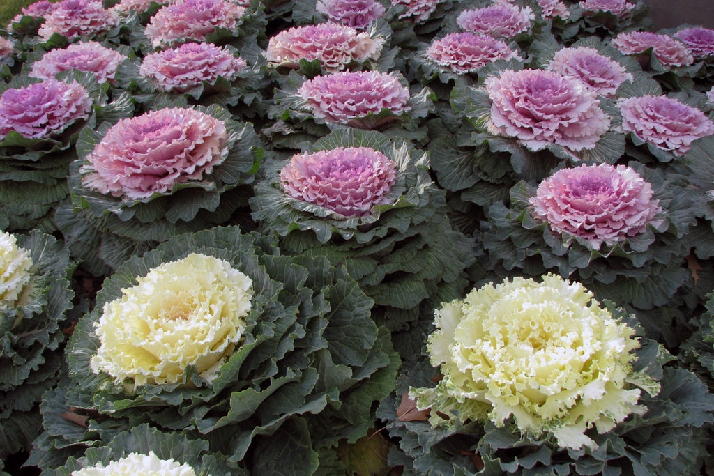 Heirloom Non-GMO Brassica Kale Flower Seeds for Planting – Edible Ornamental Garden Greens