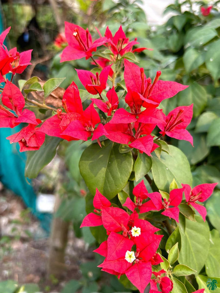 Bougainvillea blomsterfrø til udplantning, rød, 100 stk