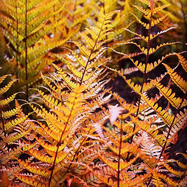 Fern Red Yellow Plant Seeds for Planting 100 pcs