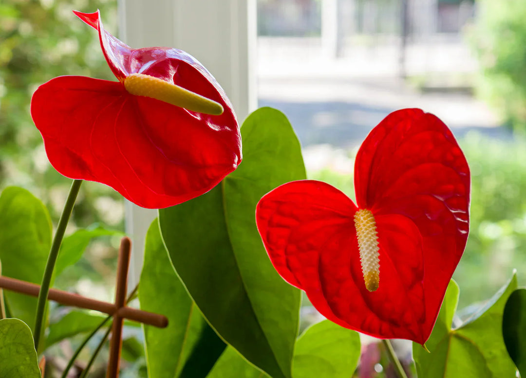 anthurium andraeanum flower seeds