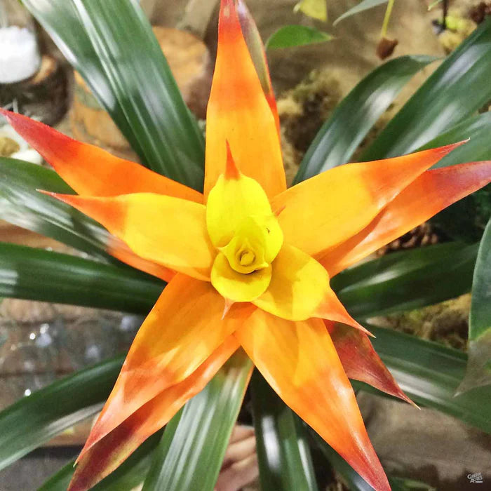 Yellow Bromeliad Plant Seeds 100 pcs