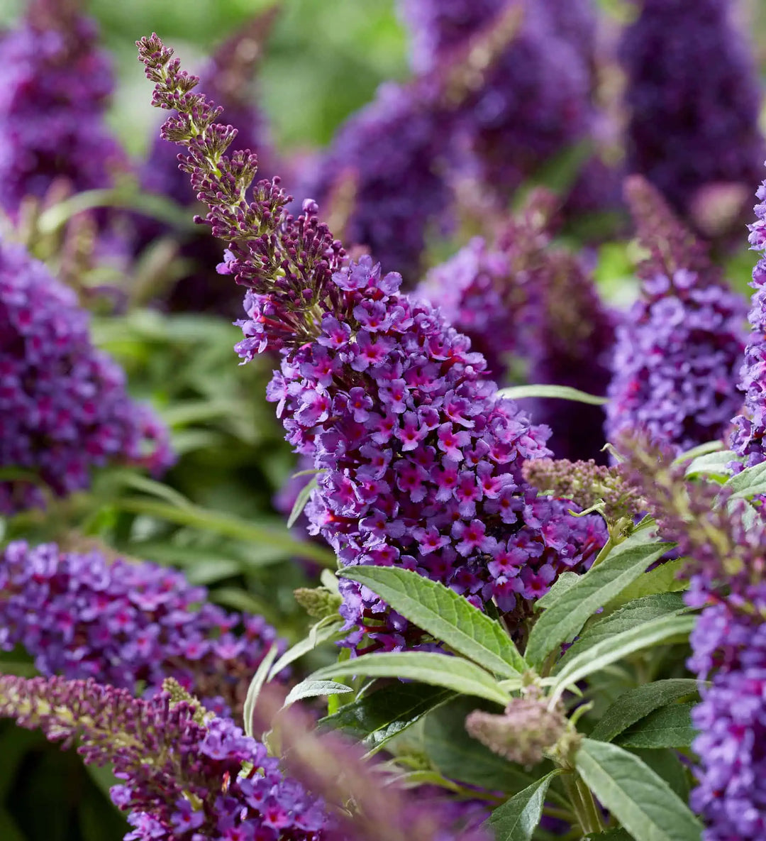 Blå Buddleia Sommerfuglebusk Blomsterfrø til udplantning - 100 stk