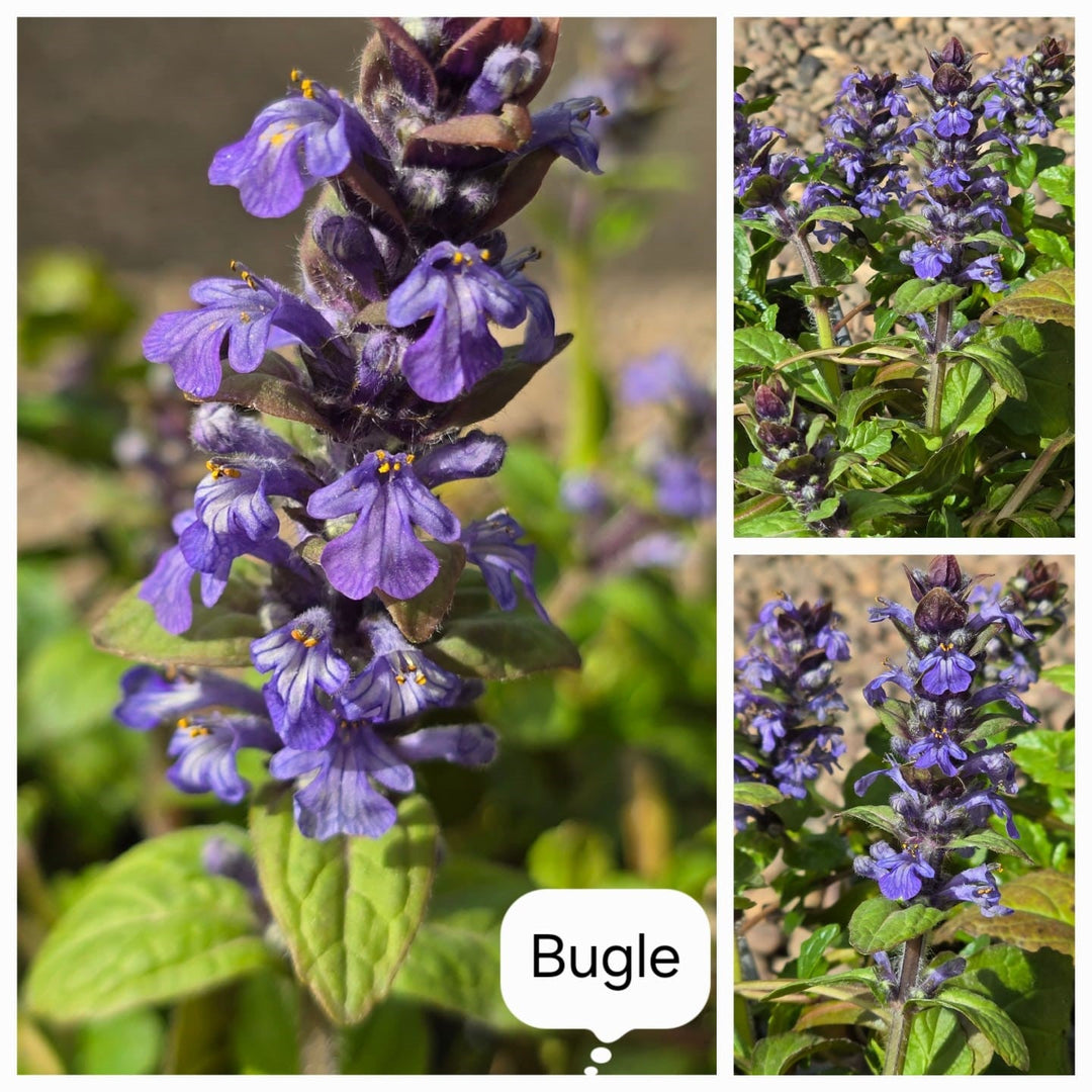 bugle flower flower seeds