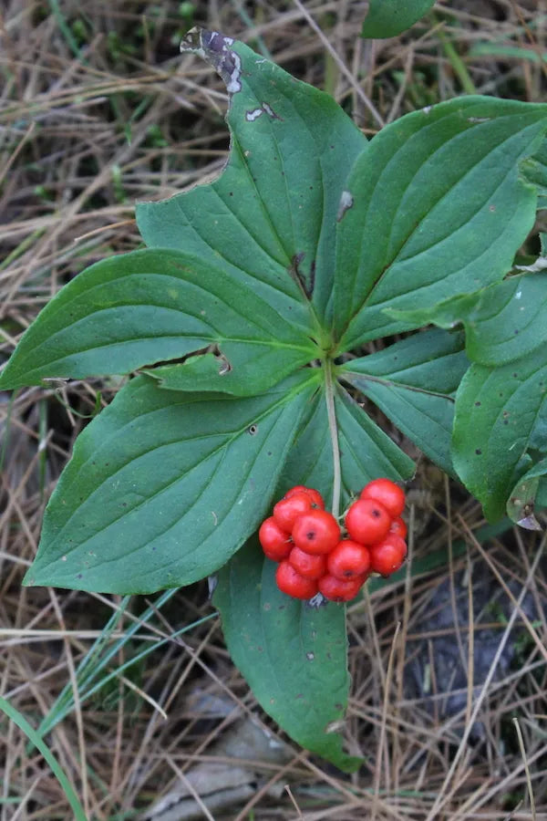 Bunchberry Plantefrø til udplantning 100 stk