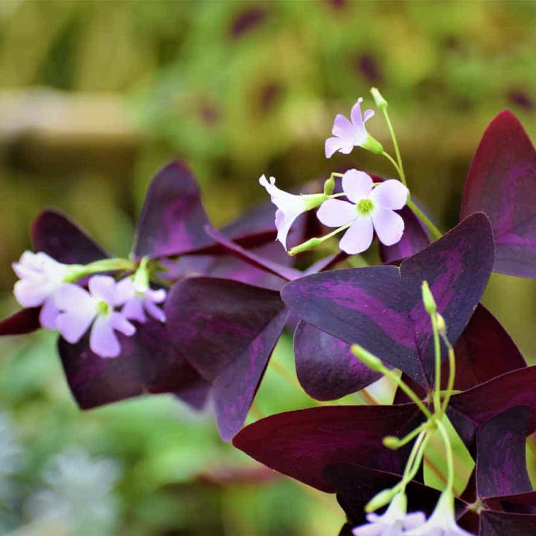 Oxalis Blandede Blomsterfrø til Plantning 100 stk