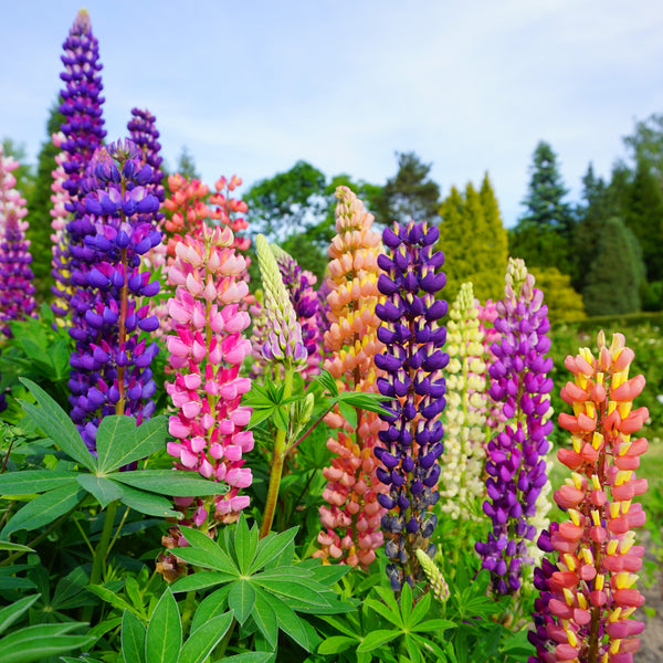 lupine flower flower seeds