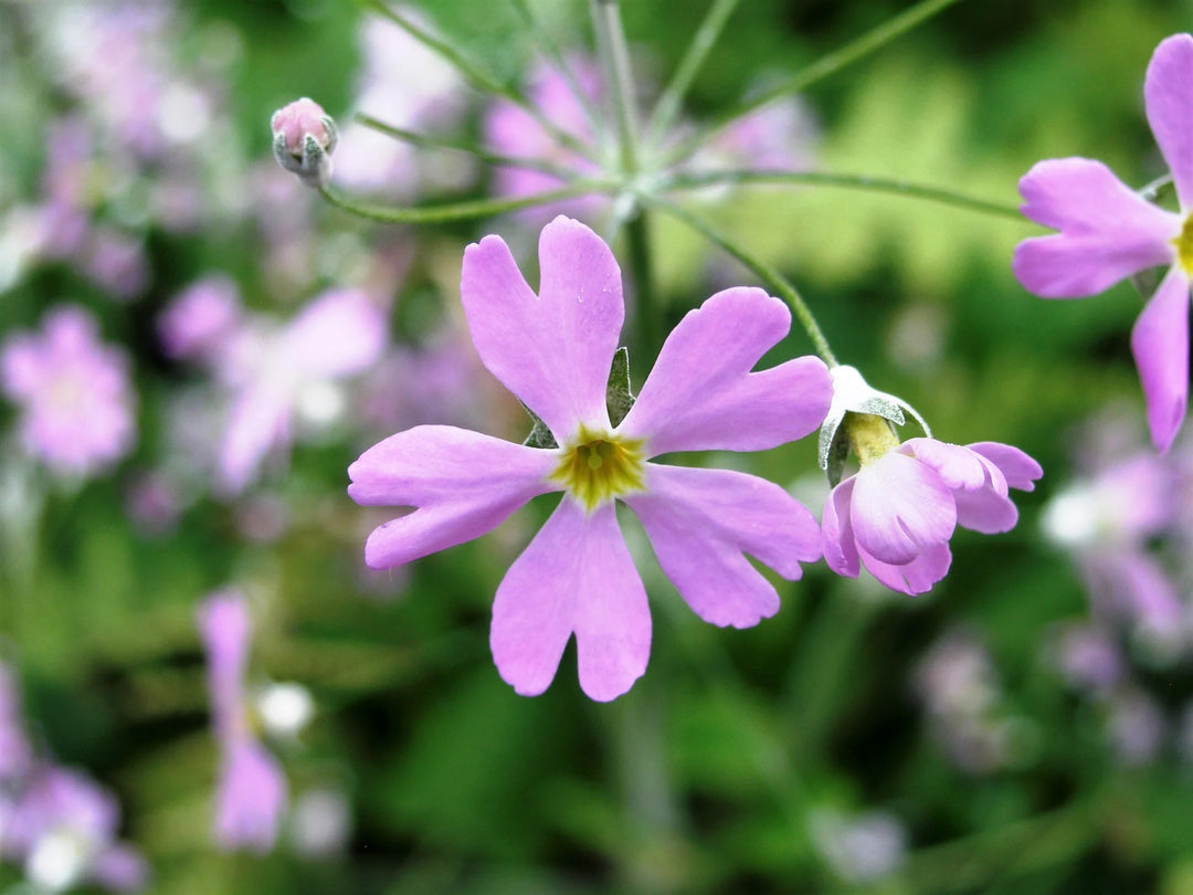 Pink Primula Malacoides Flower Seeds for Planting - 100 pcs