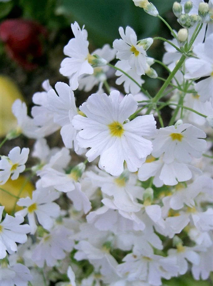 White Yellow Primula Malacoides Flower Seeds - 100 pcs