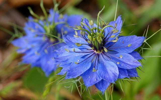 blue nigella flower seeds