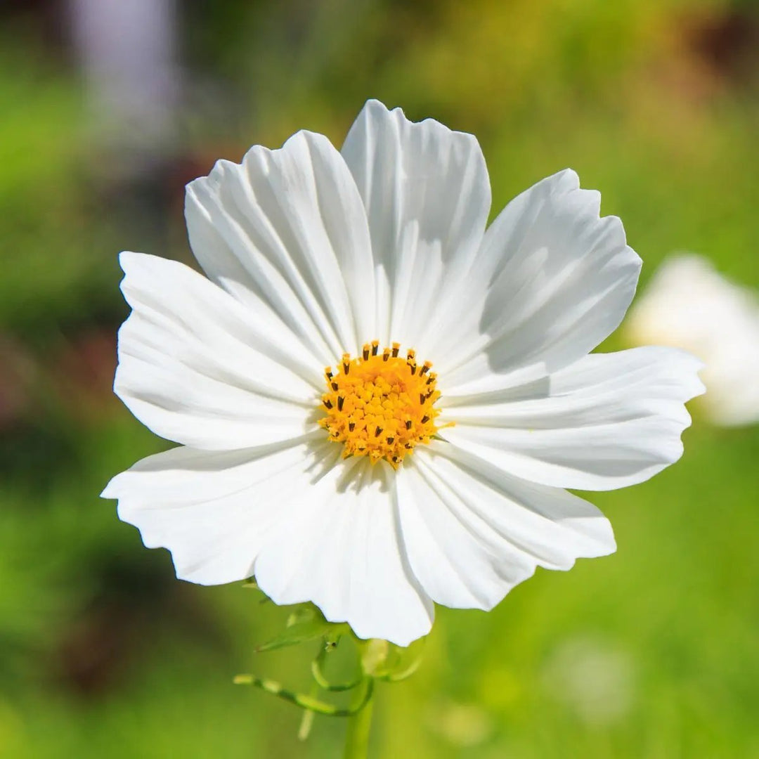 white cosmos flower seeds