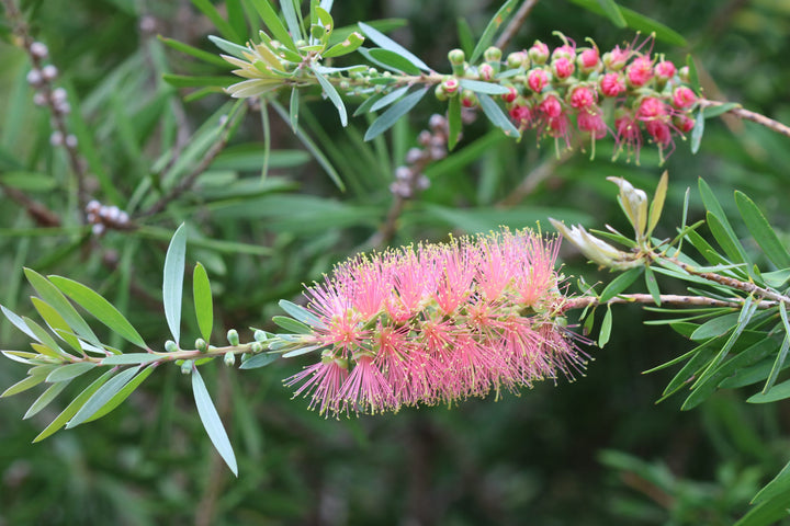 Organic Heirloom Non-GMO Pink Bottle Brush Flower Seeds for Planting – High Germination Garden Seeds